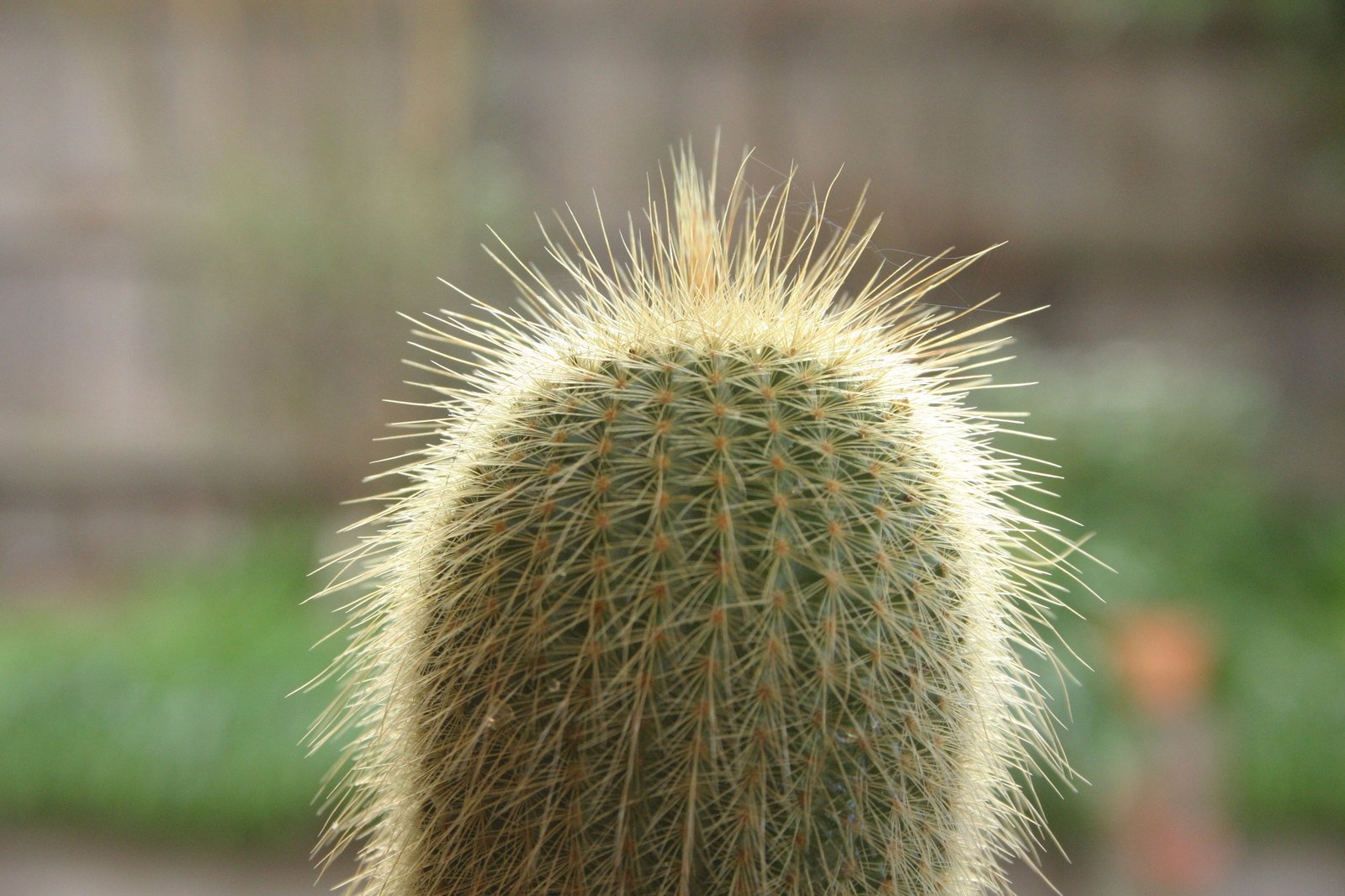 a cactus with long thick, sharp spikes