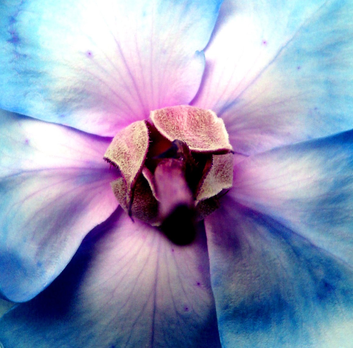 a close - up s of a blue flower that's showing the center