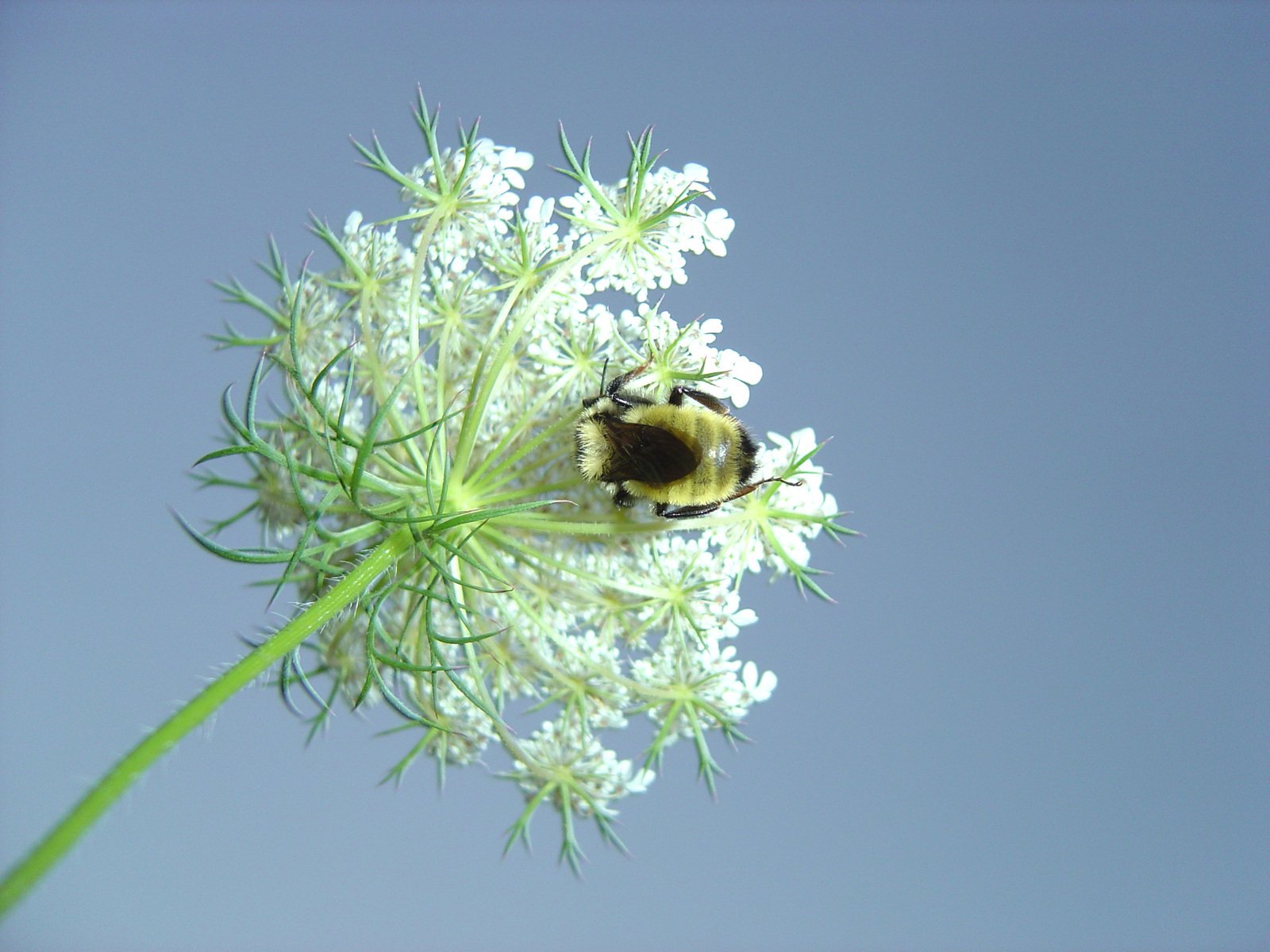 a yellow and black bum sitting on top of a flower