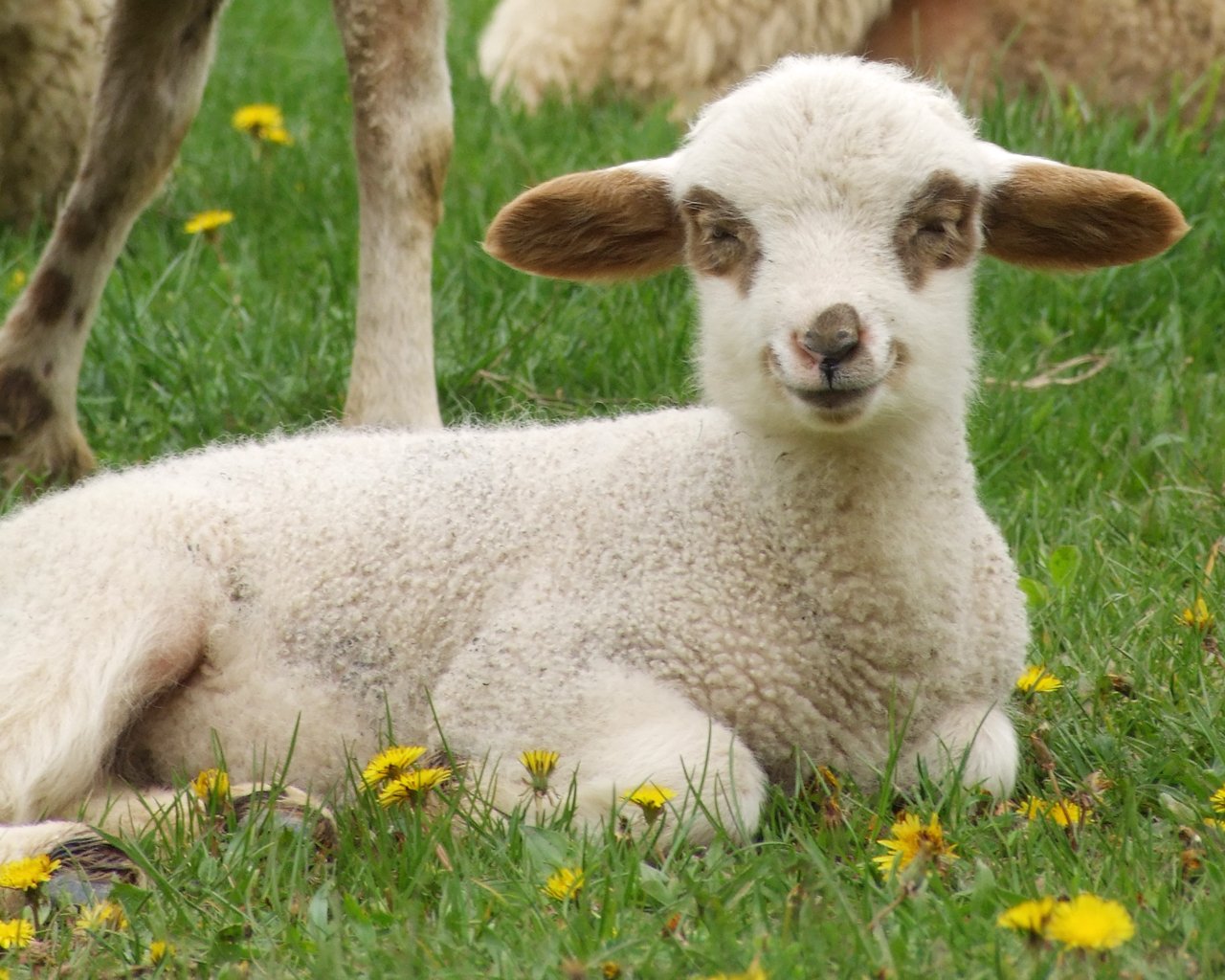 a sheep lays in the grass and looks straight at camera