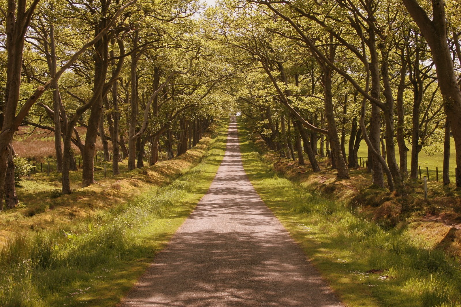the road is next to the trees in the country