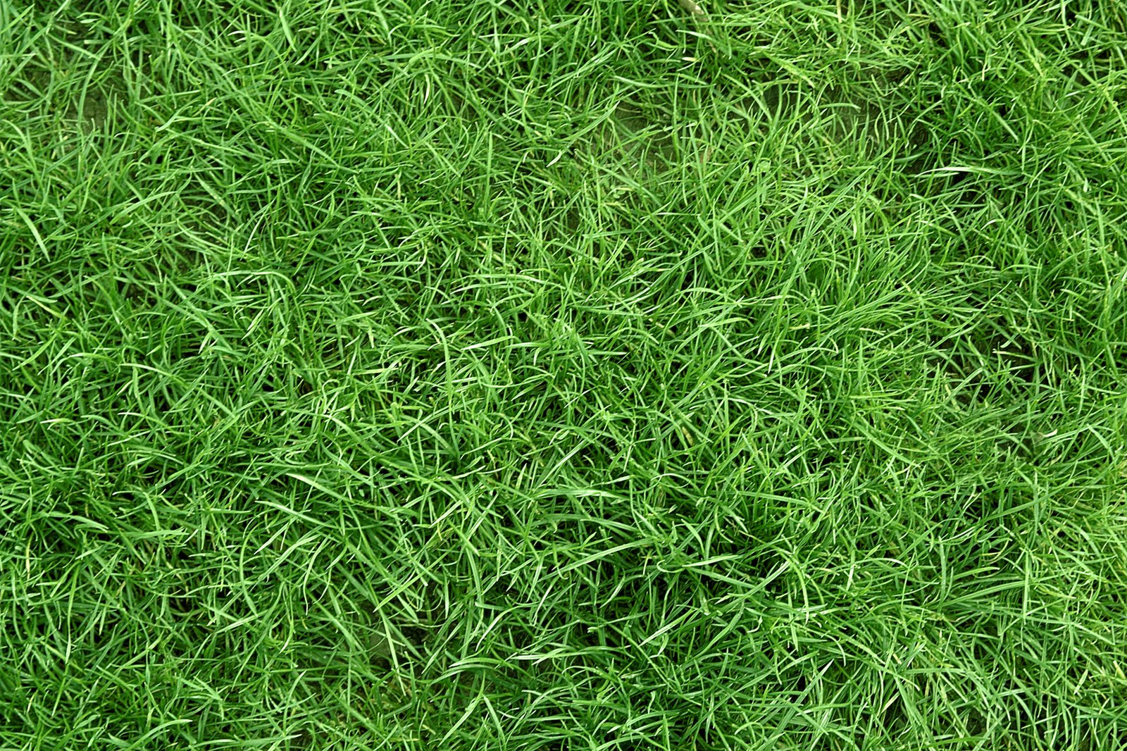 a red fire hydrant surrounded by grass