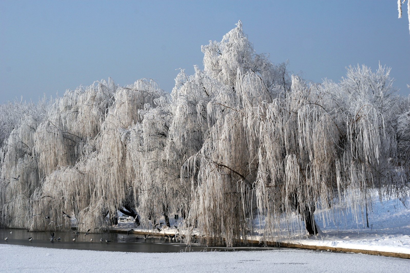 a river is covered in frozen grass and trees