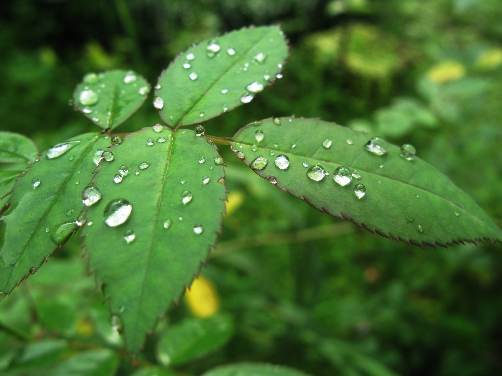 green leaves with rain droplets on them are shown