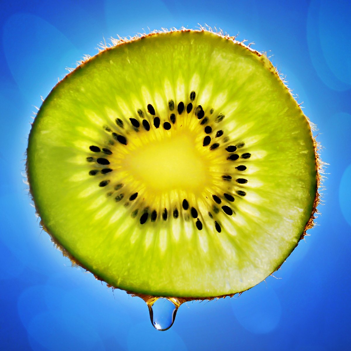 a slice of kiwi fruit on a blue background
