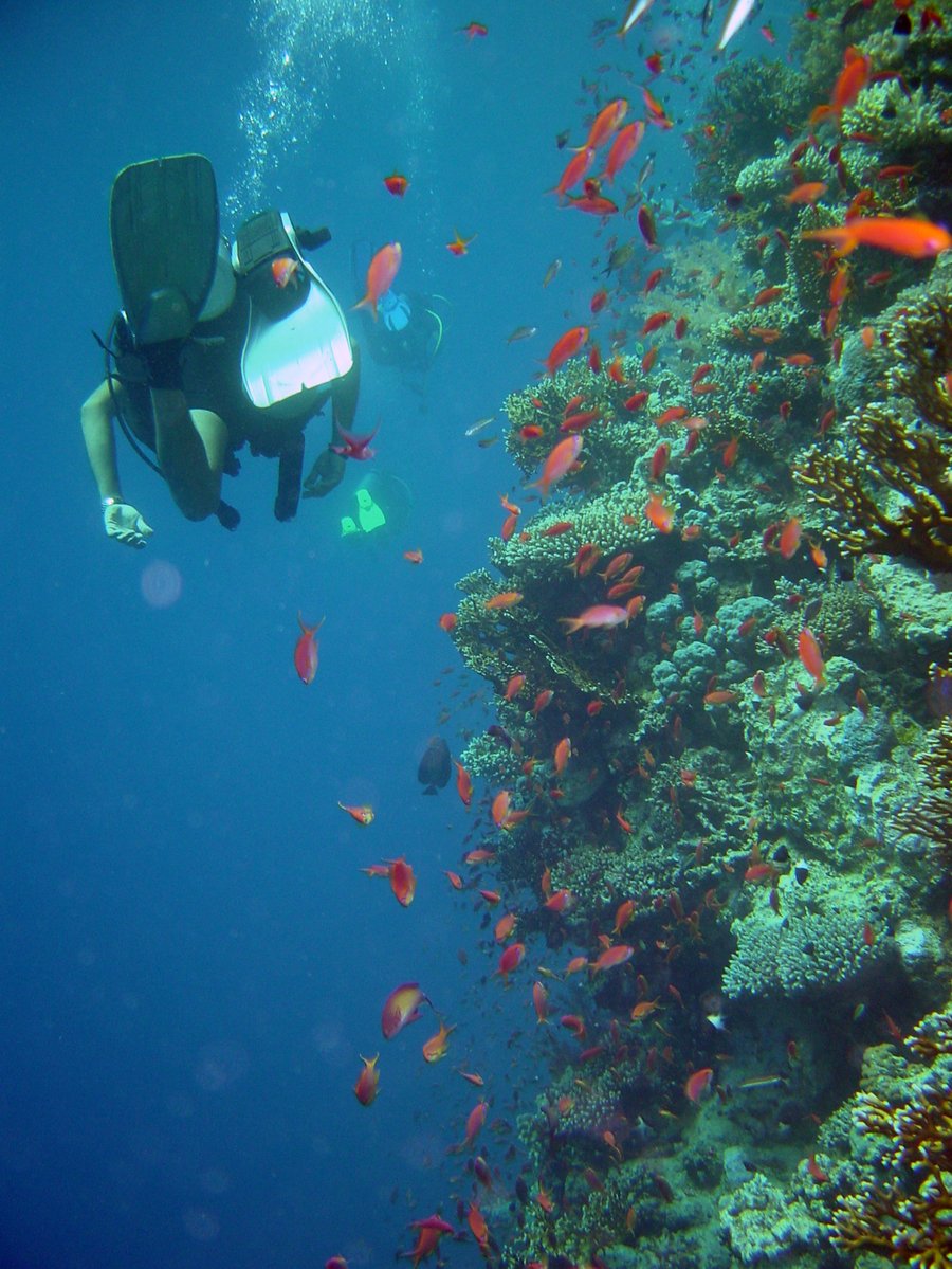 man in scubasuit with a snorkel and snorak on a coral reef