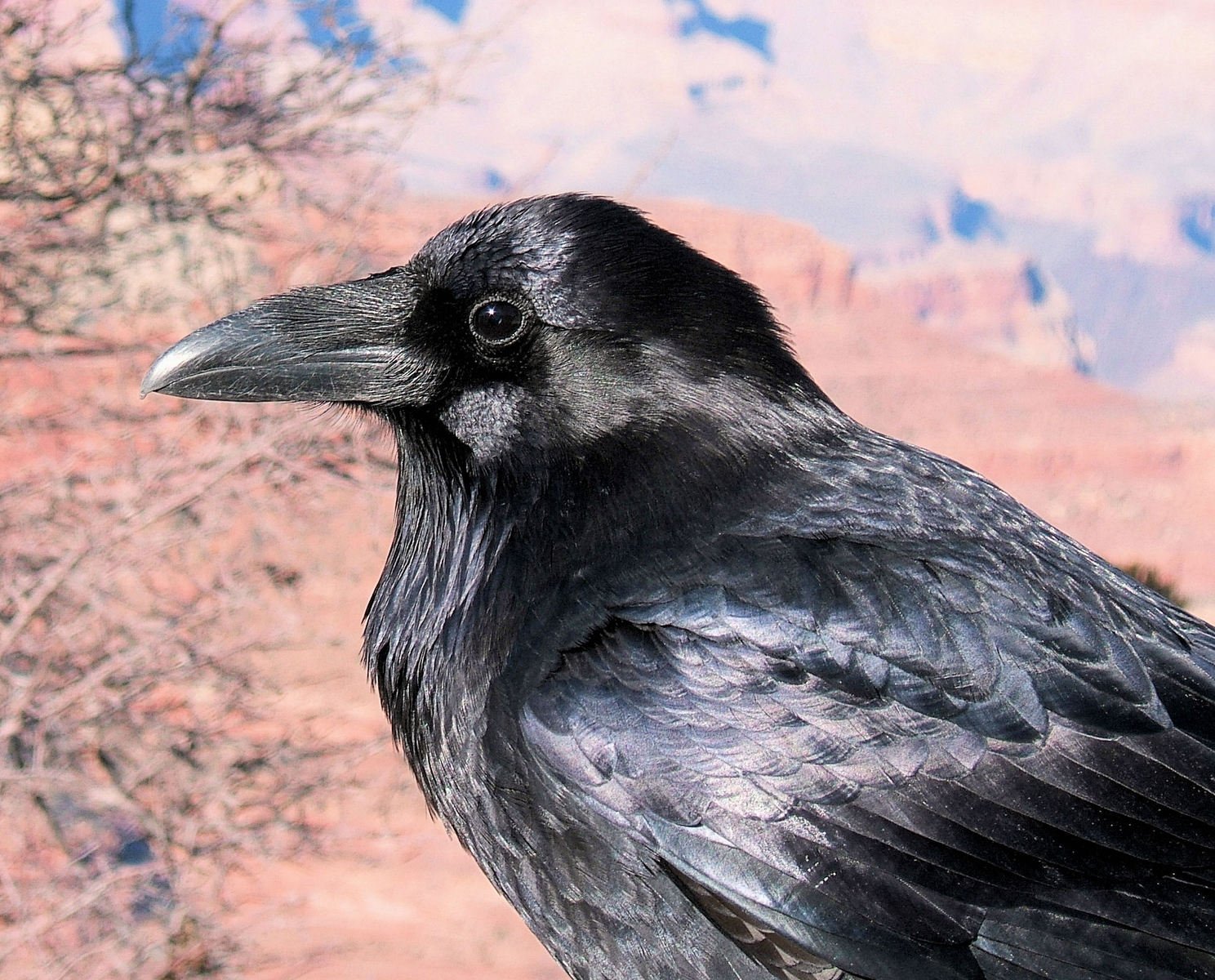 a black bird is standing on a rock