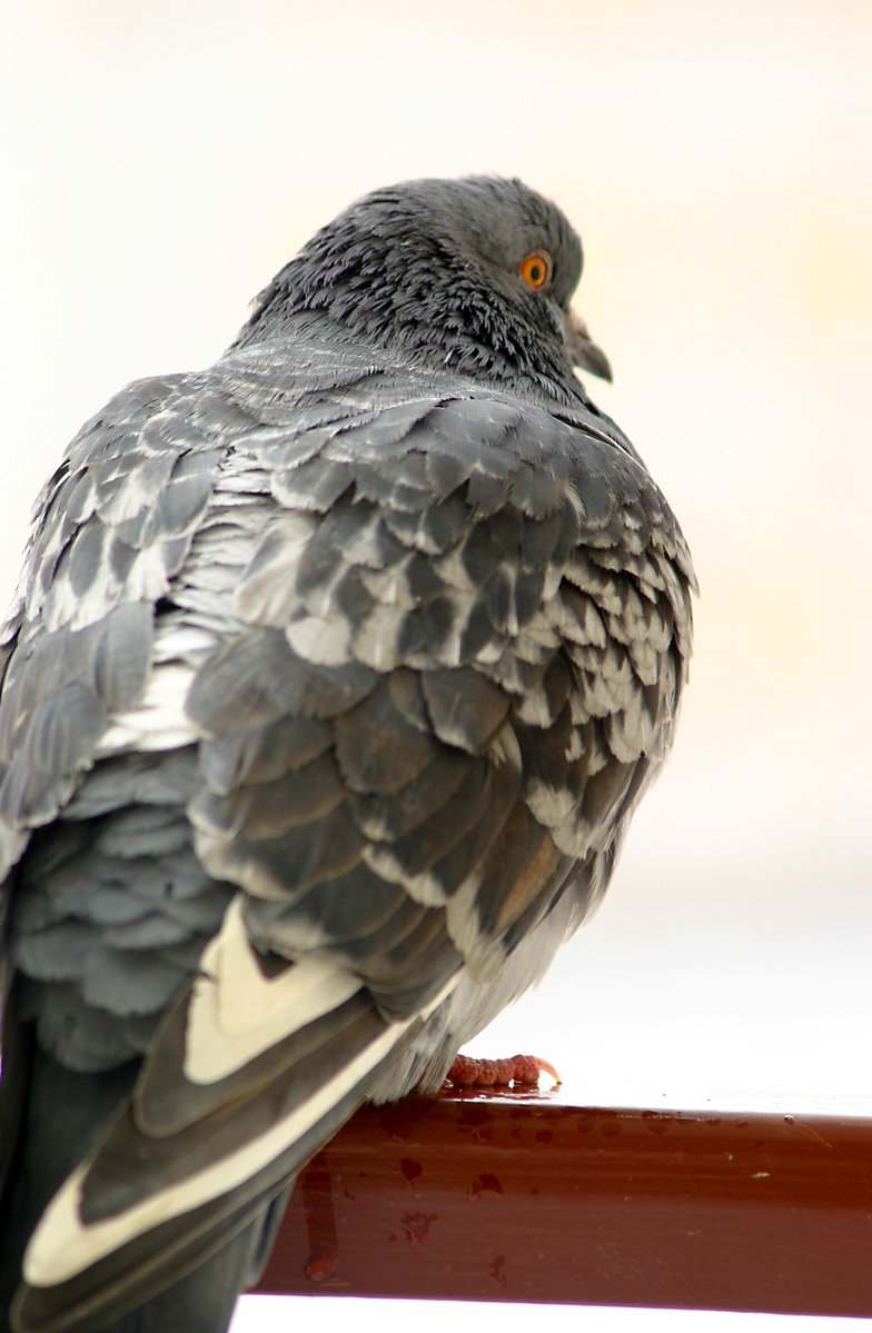 bird with large wings sitting on a wooden bench