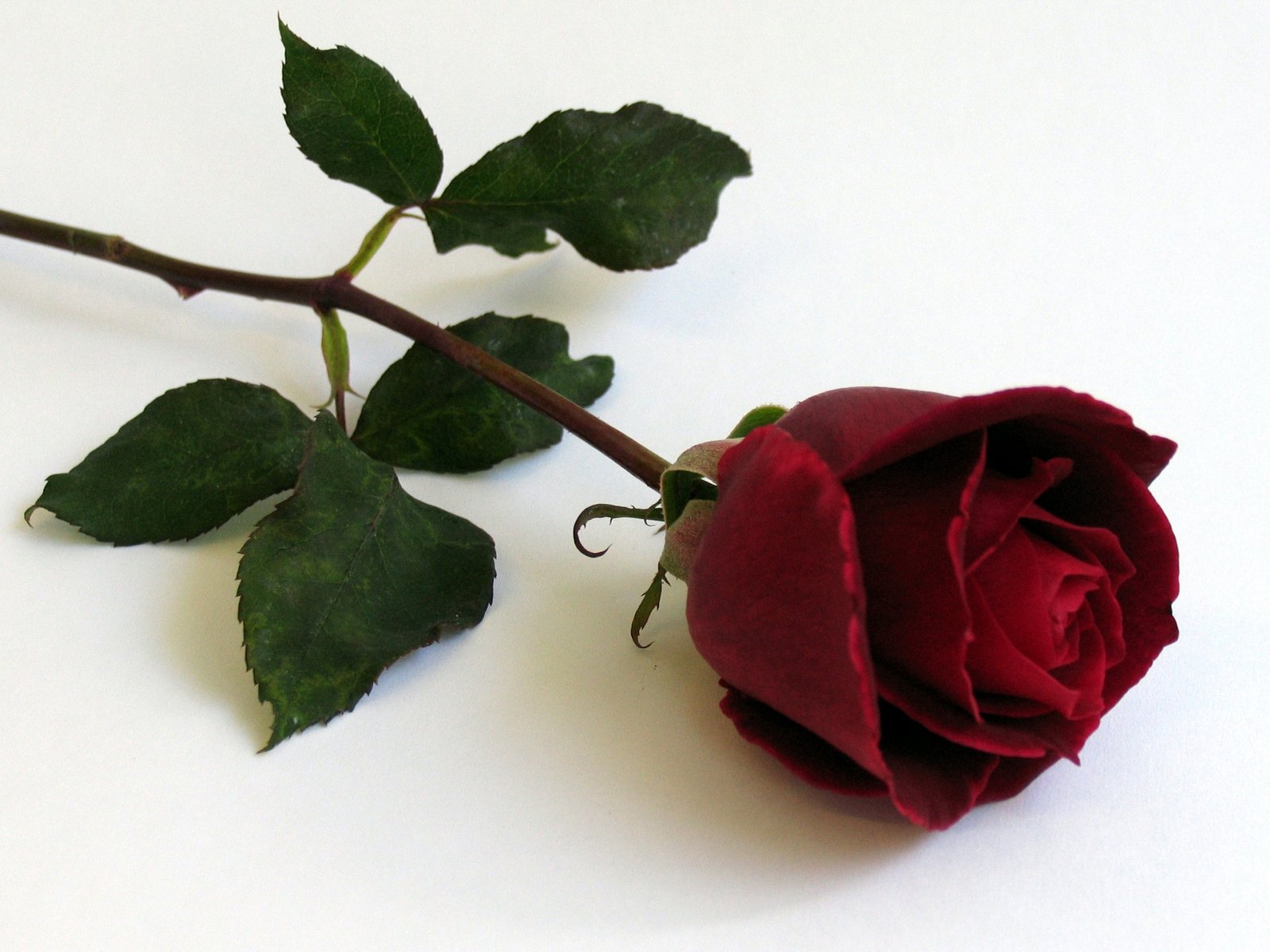a single red rose on a white table