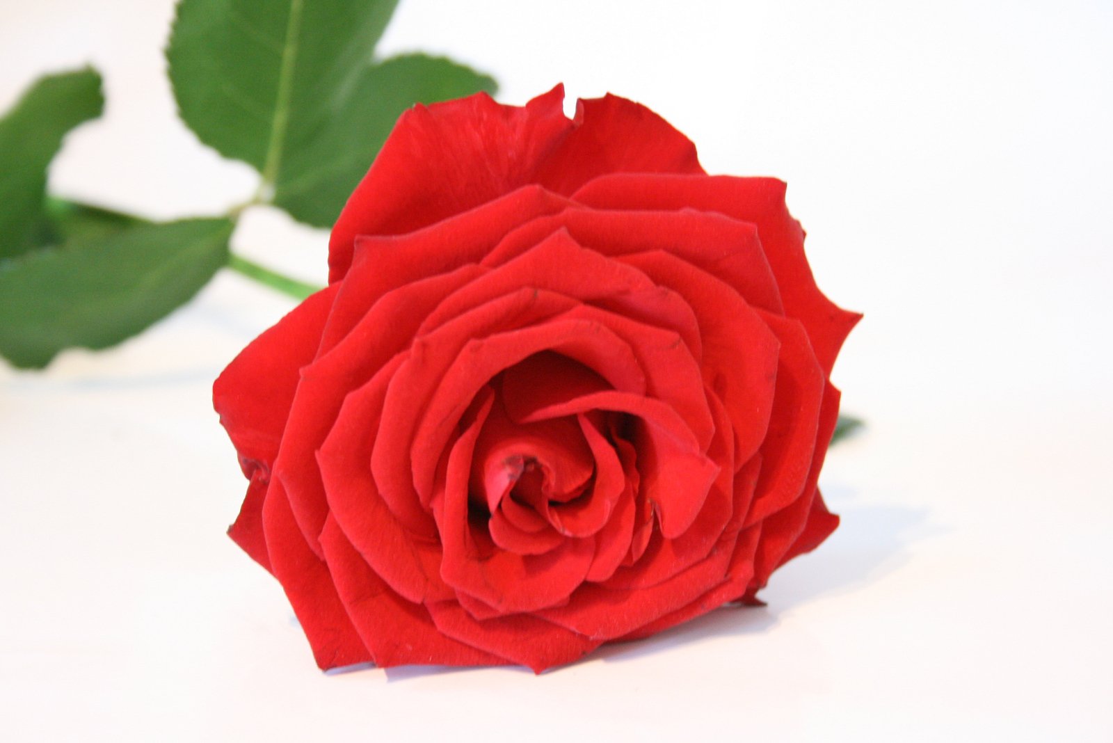 a red rose sits on a white surface