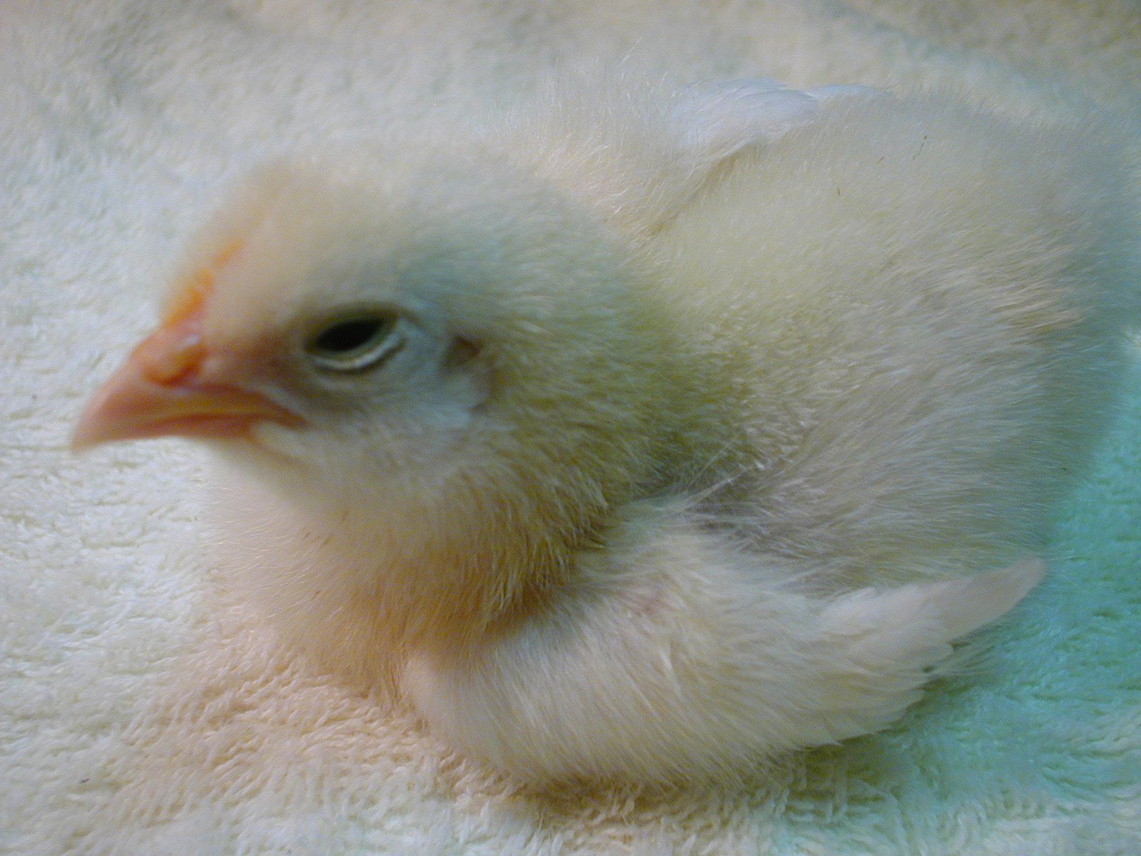 a close up view of a baby chicken on a rug