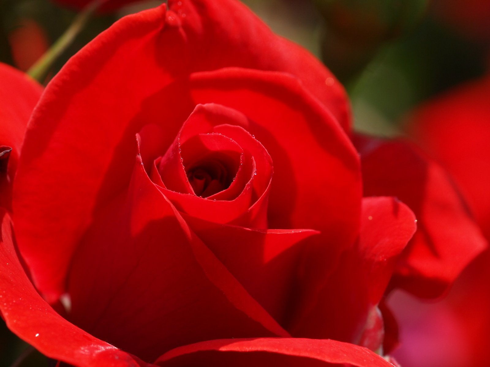 a close up of a red rose with water droplets