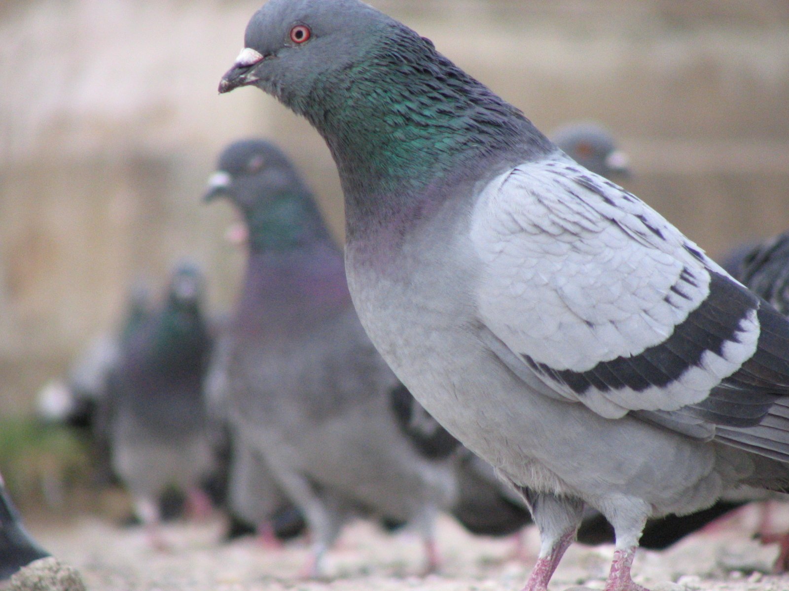 a group of pigeons standing on the ground