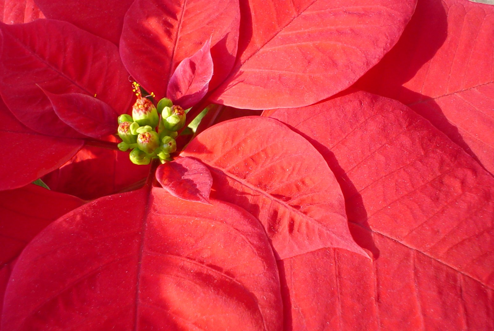 the small, delicate poinsettia flowers appear to have been wilted