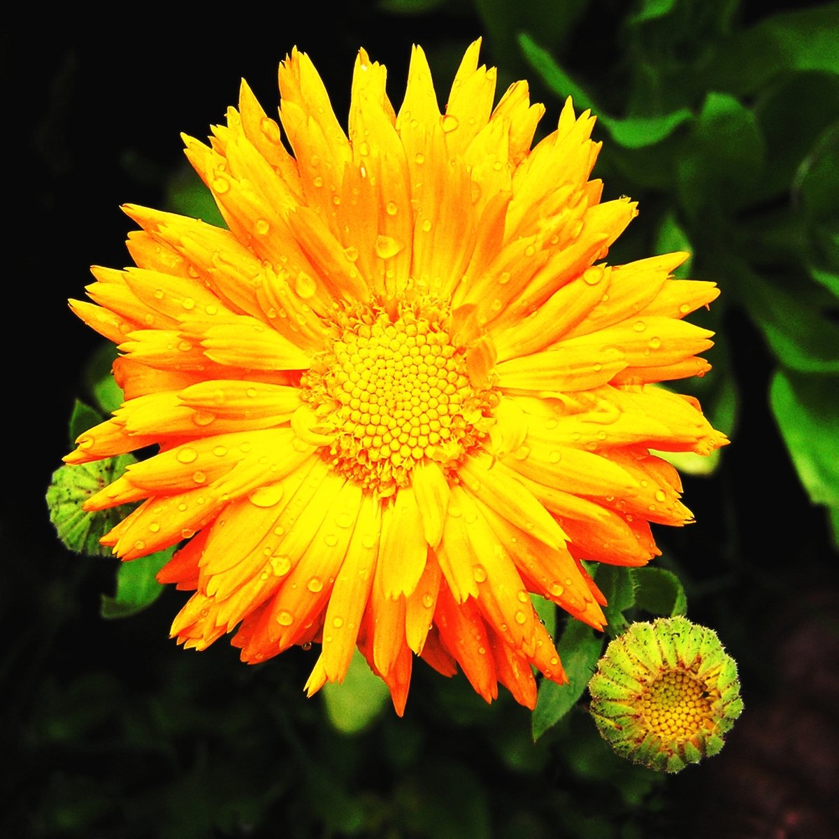 a bright yellow flower with water droplets on it