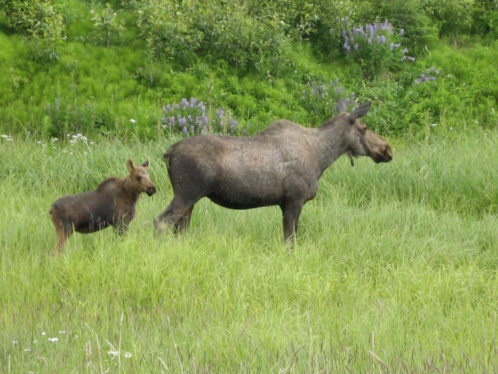 a large moose and a small goat are in the grass