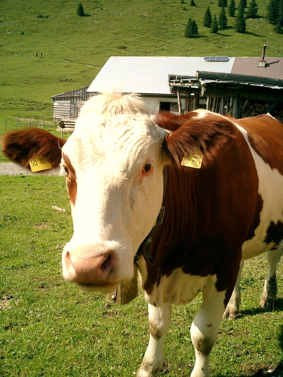 a cow is standing in a field looking straight ahead