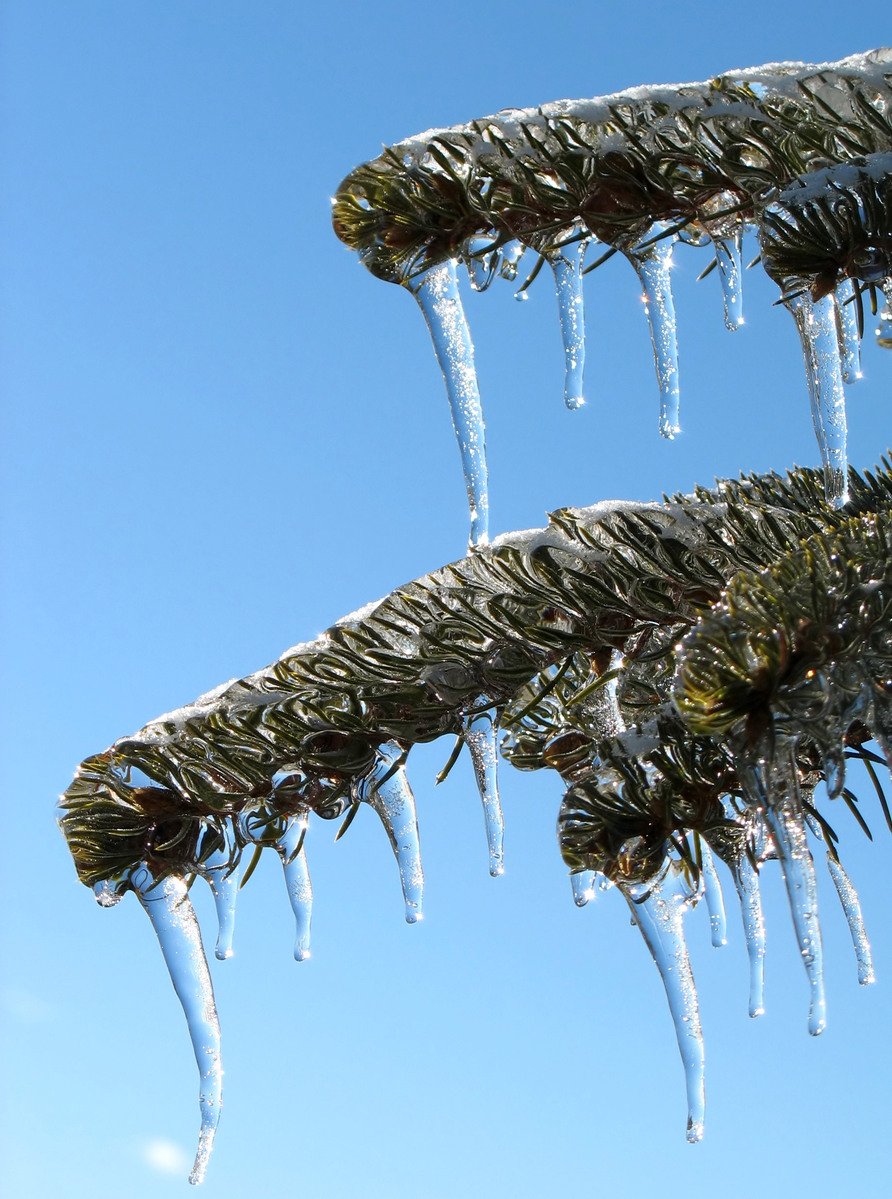 the top of a pine tree with icicles hanging from it