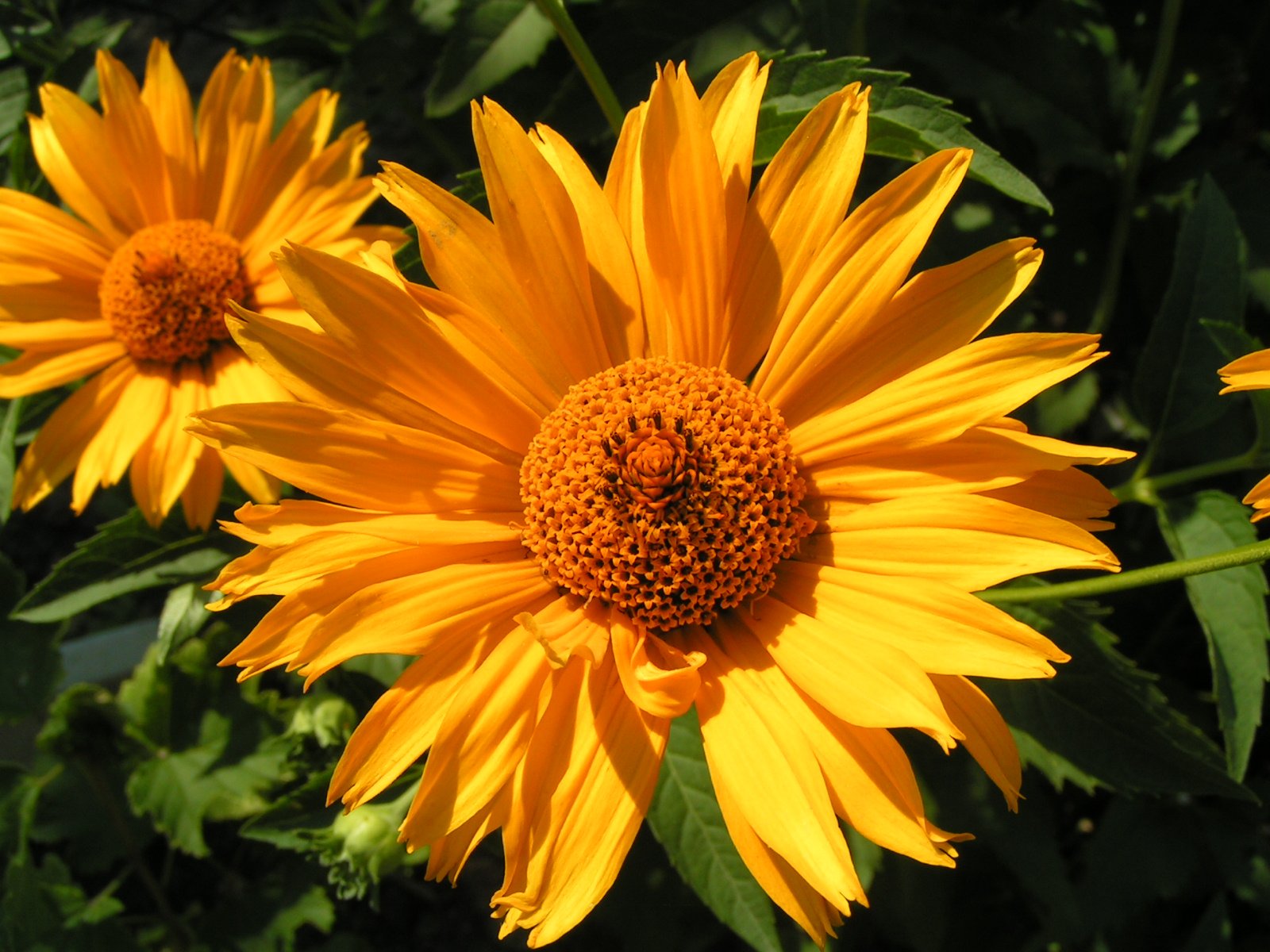 two bright yellow flowers that are very close together