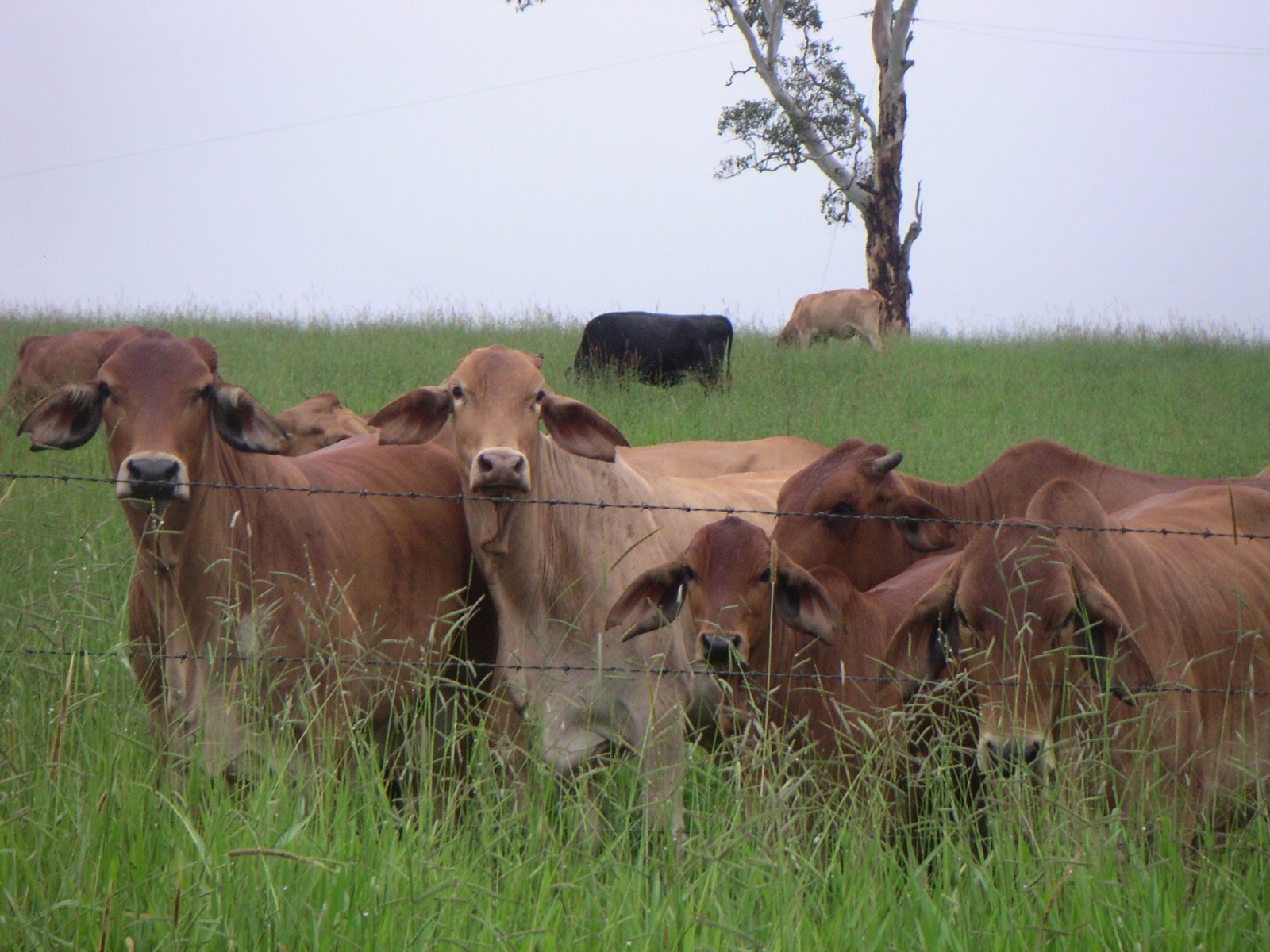 there are many cows together in the grass