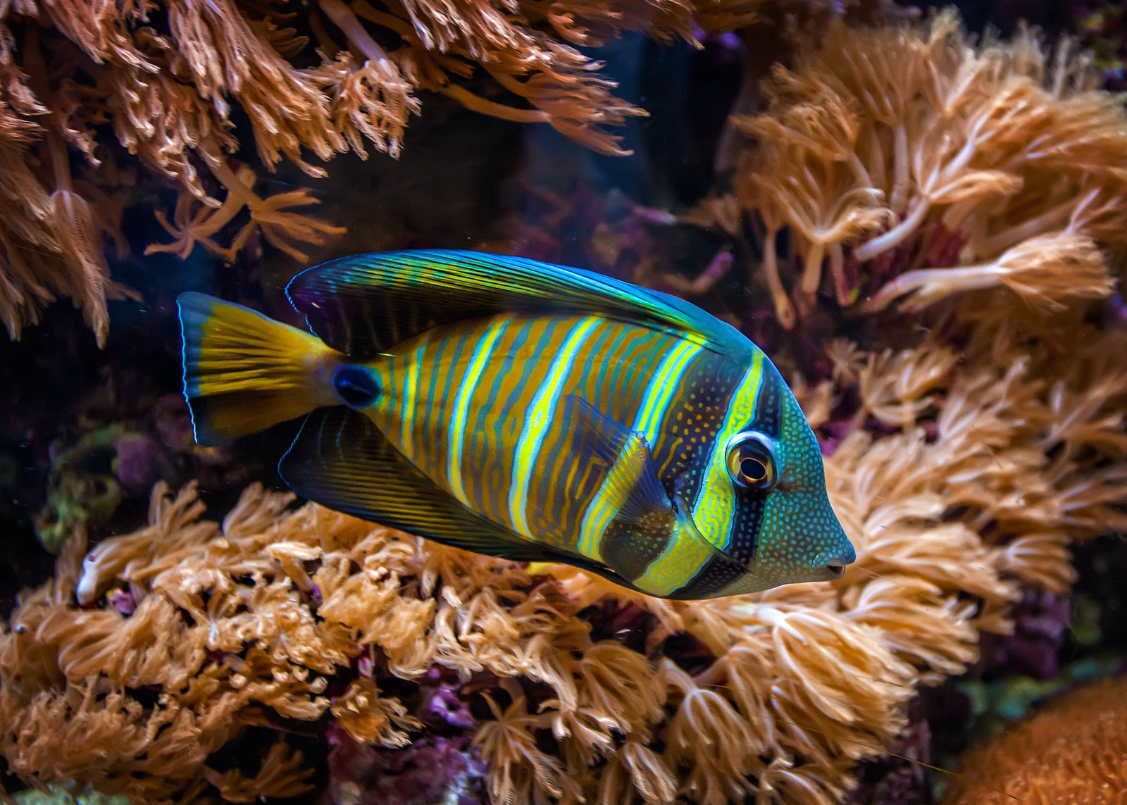 a blue and green fish sitting on top of corals