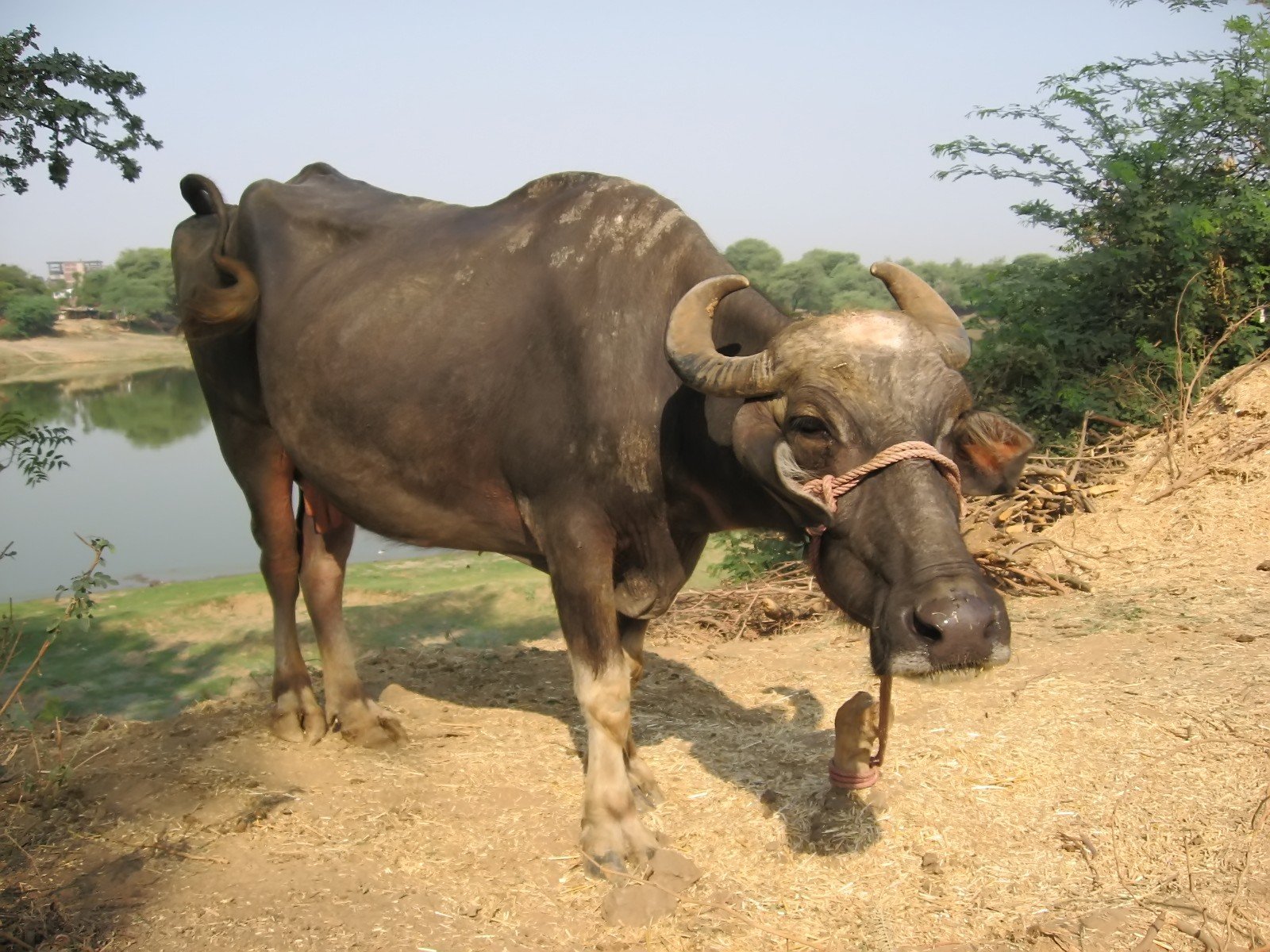 the bull with two horns is standing on the sand by the water