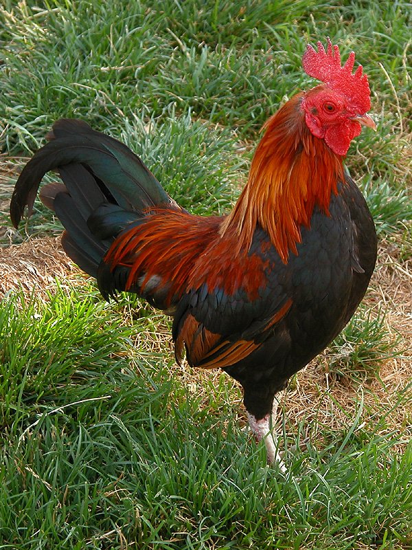 a black and red rooster in the grass