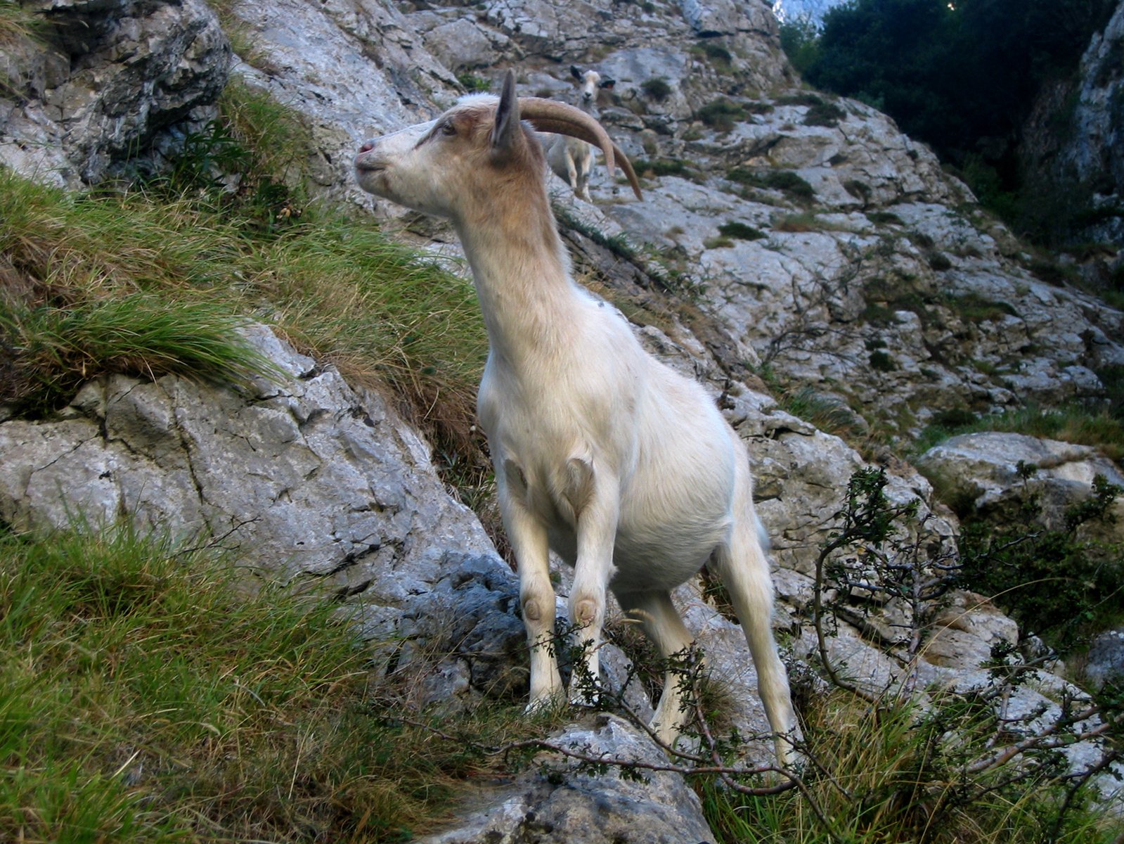 a goat climbing up a hill with rocks in the background