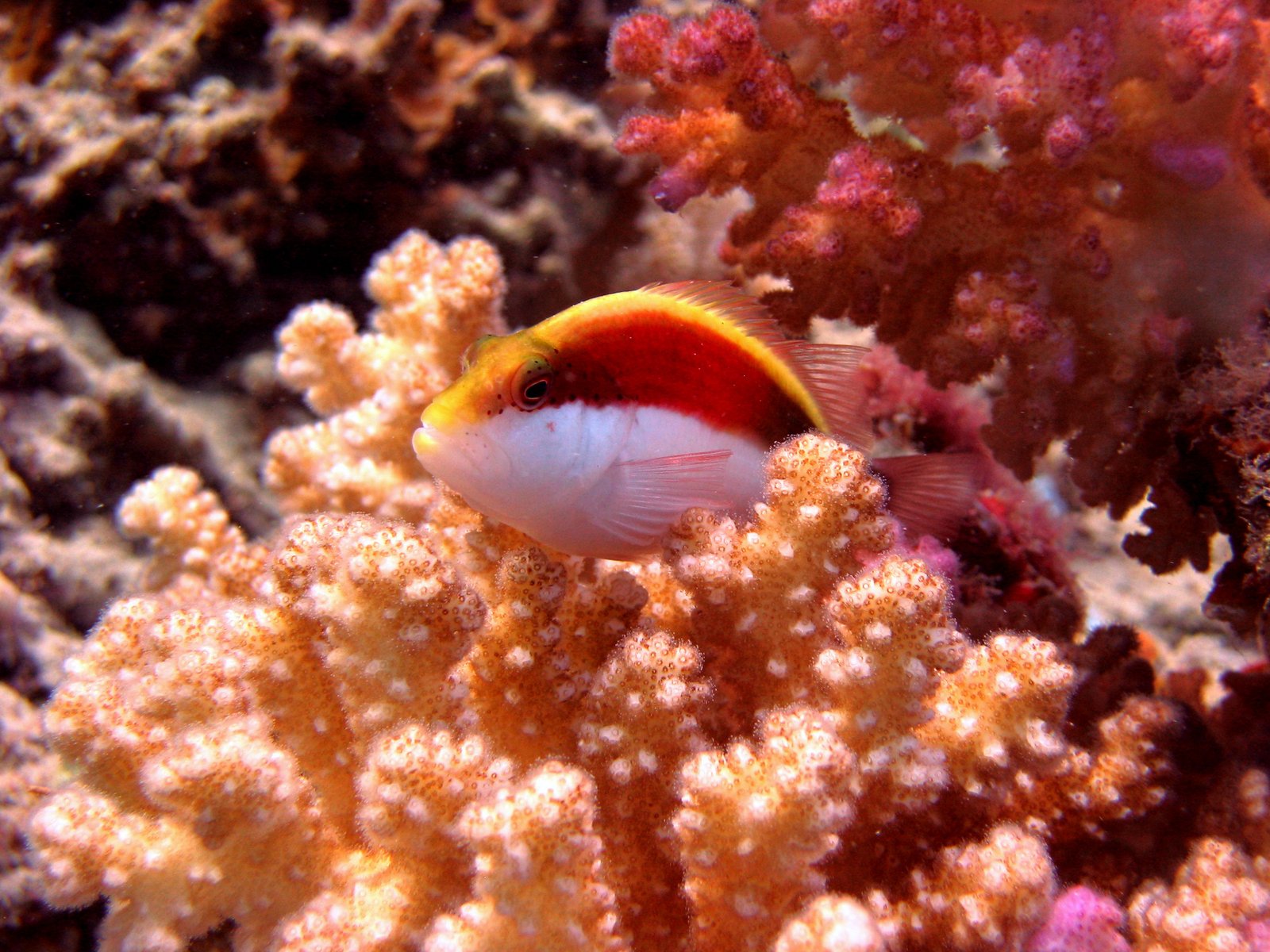 a fish is sitting on a coral on the water