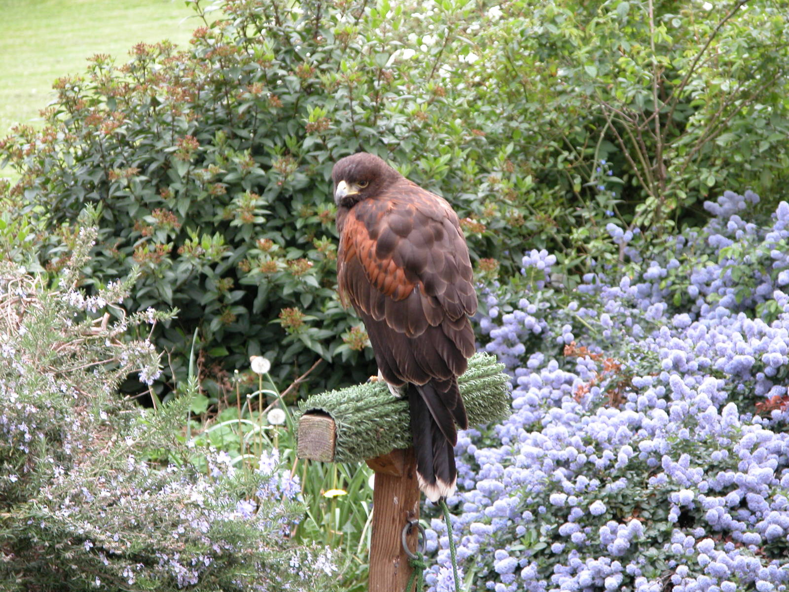 a bird sitting on top of a wooden post near purple flowers