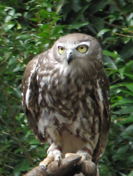 an owl perched on a tree nch with his eyes open