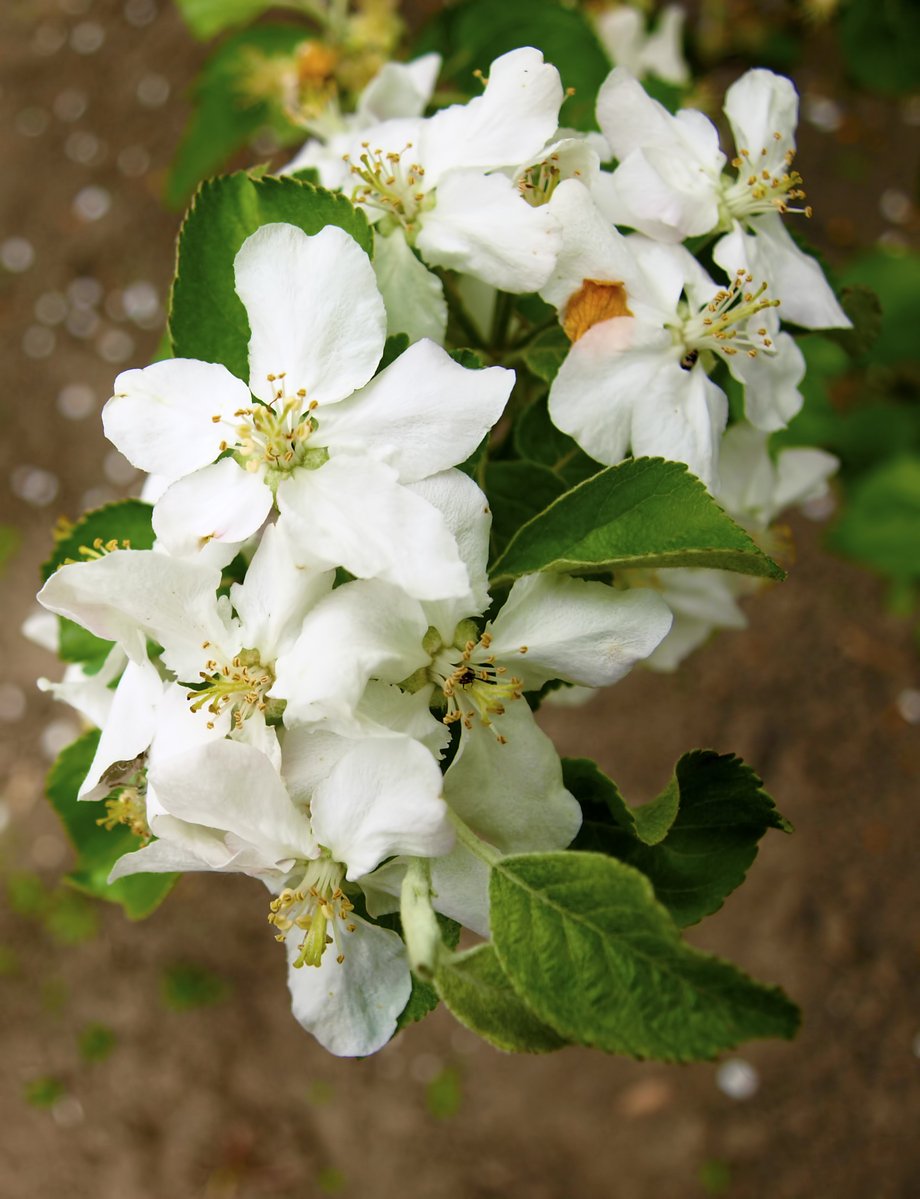 a nch of apple blossoms, beginning to bloom