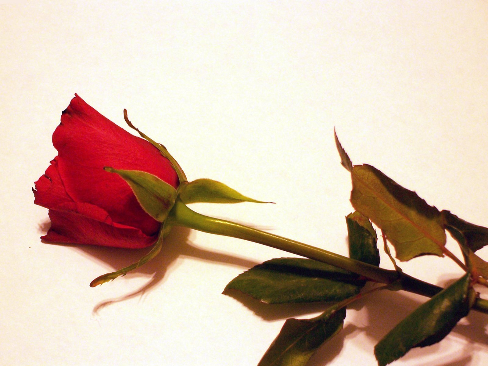 a rose bud lying on top of a white surface