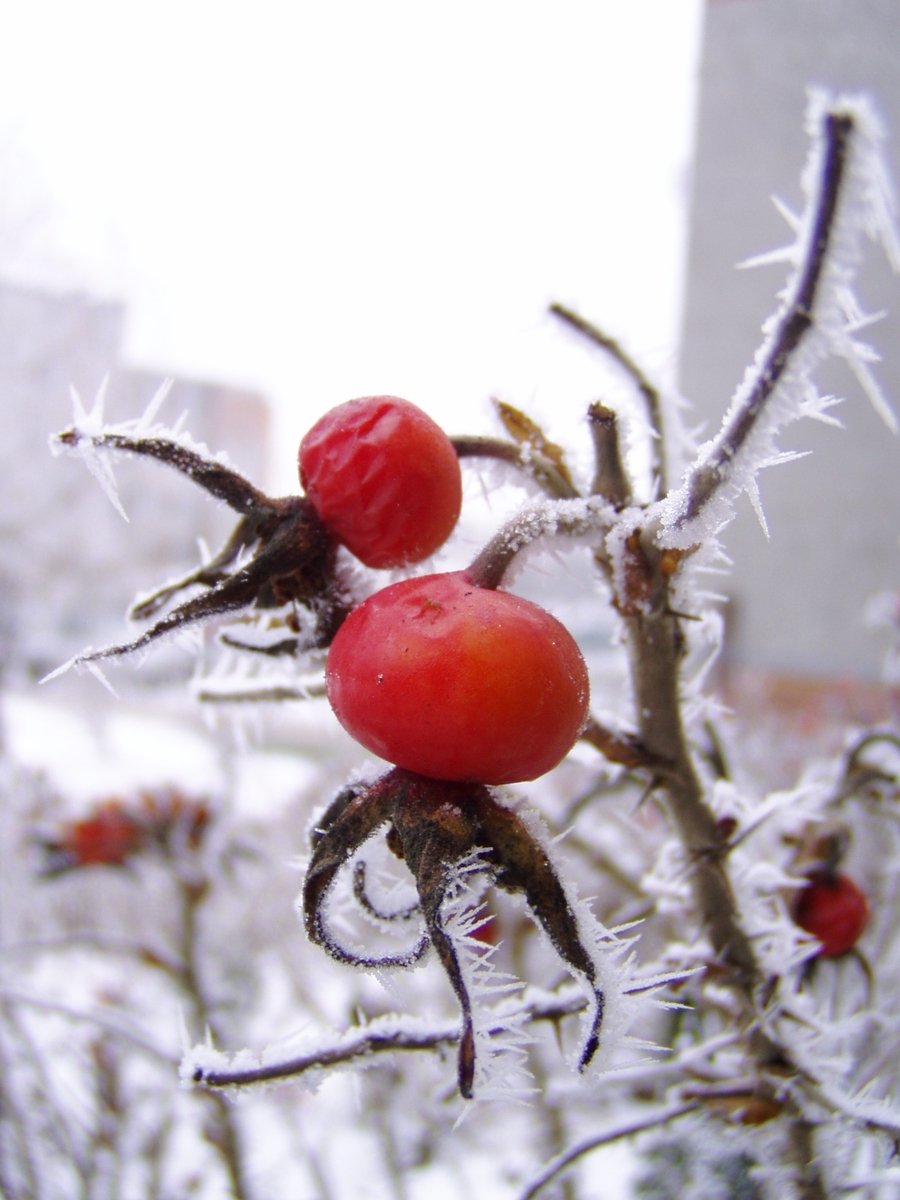 two red berries on some very pretty plants