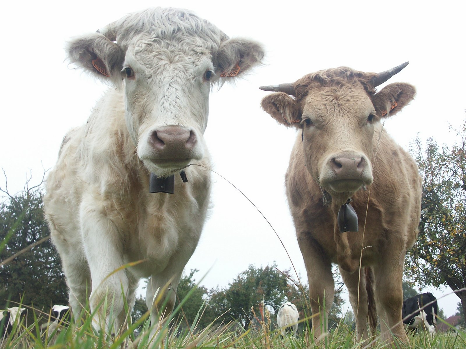 two cows standing in the grass with one looking at camera