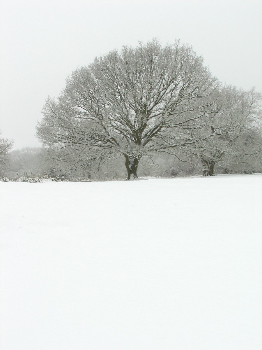 two bare trees covered in snow with a sky background