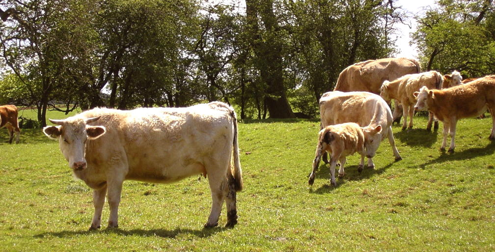 the herd of cows graze in a lush, wooded area