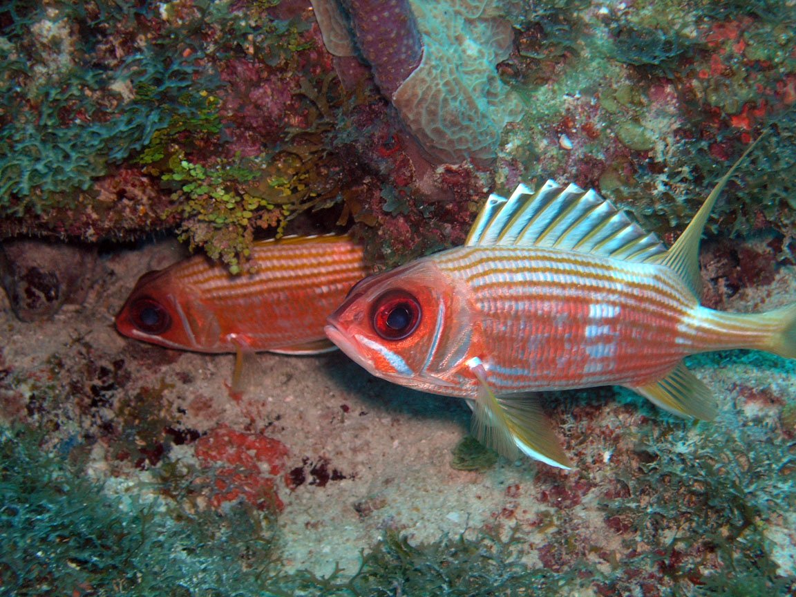 two orange and white fish swimming on a red sea bed