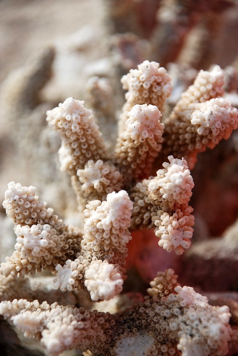 the small, fluffy coral grows on the rocks