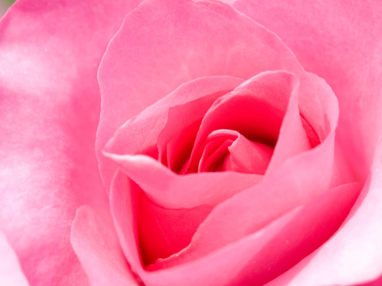 a single pink rose that is on display