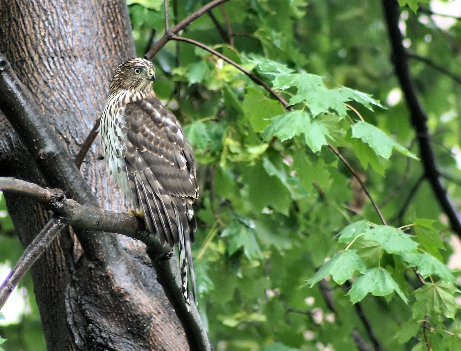 a bird sitting on top of a tree nch