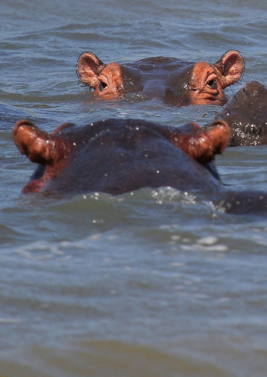 two large hippos swimming in a lake together