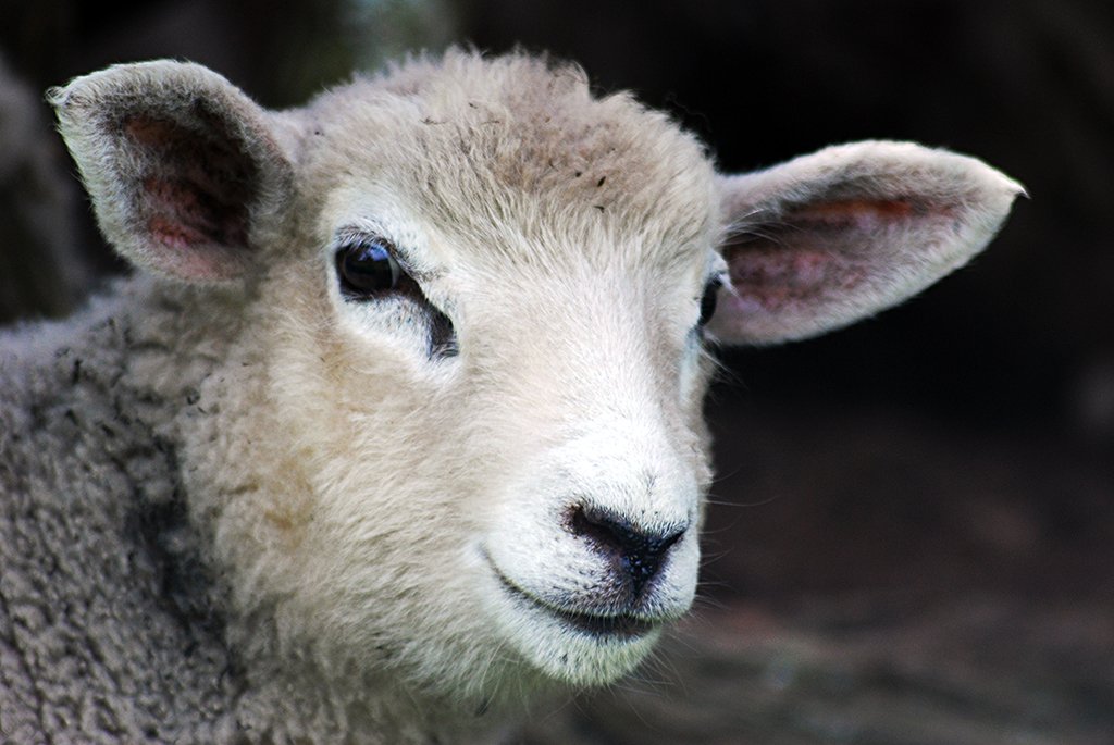 a lamb with long hair is looking into the camera
