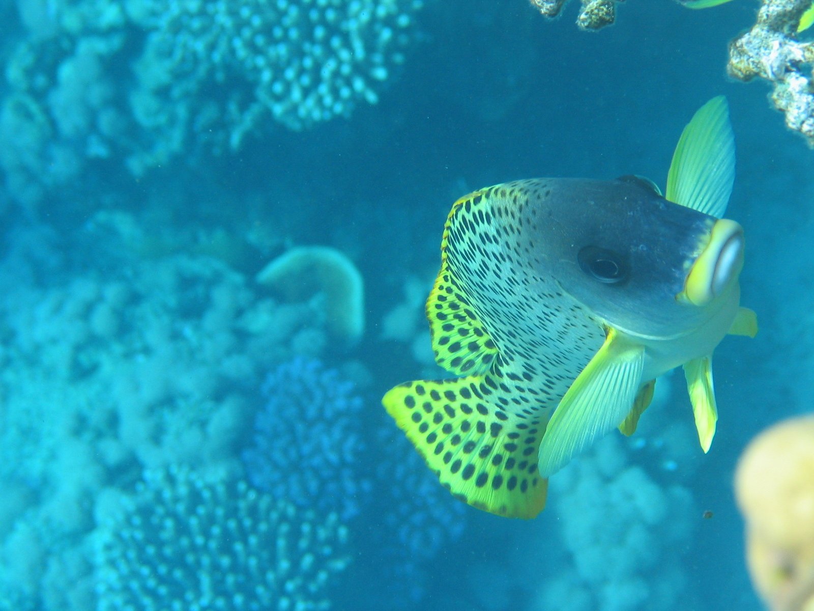 a yellow and blue fish swimming through the water