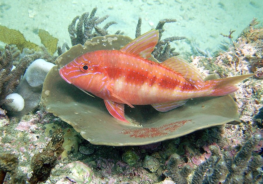 a fish in a coral reef by itself