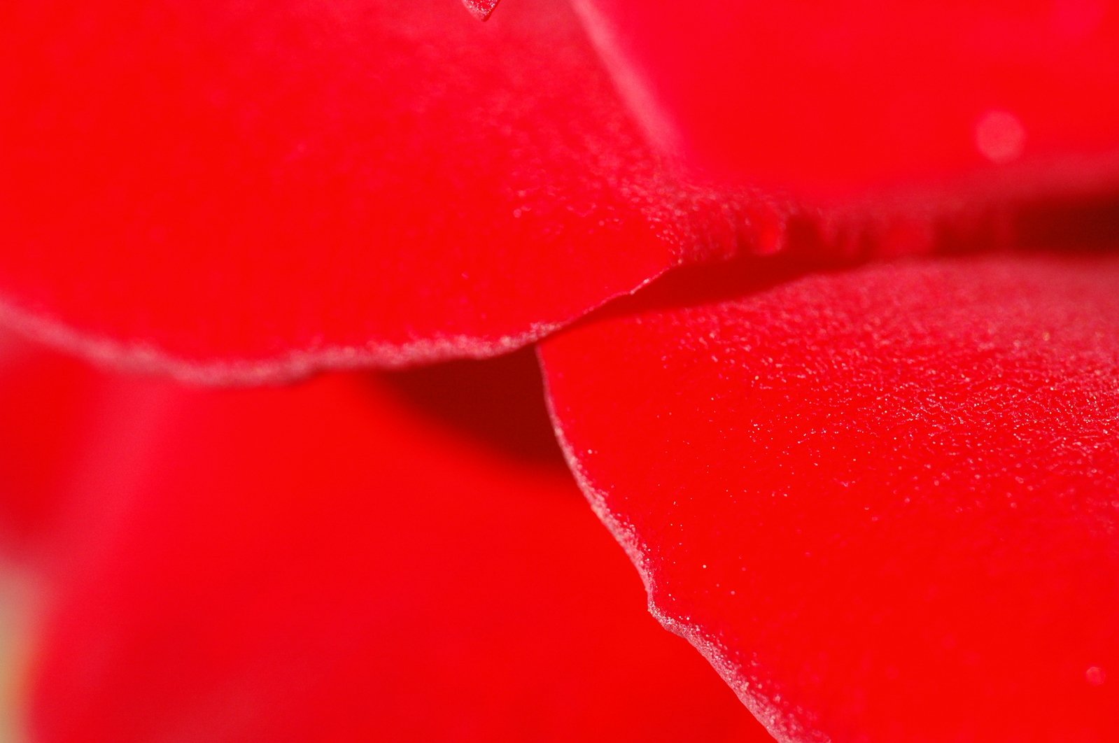 the inside of a large red flower