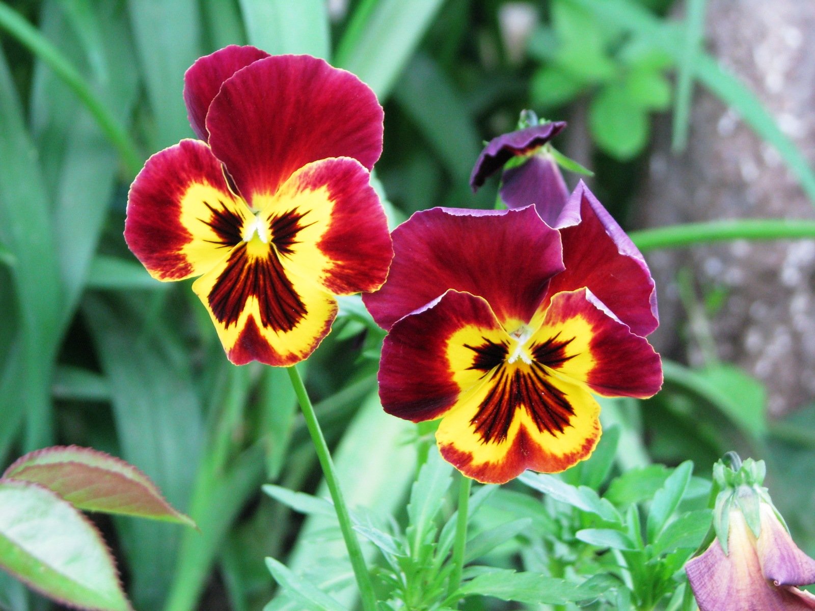 a group of red and yellow flowers next to some green leaves