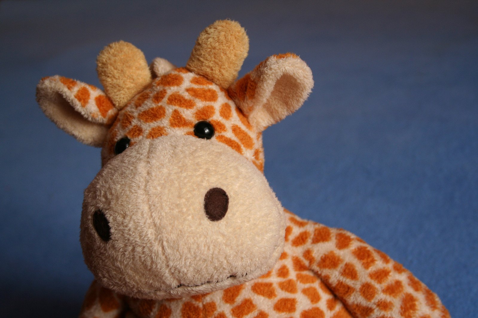 a brown and white giraffe sitting on top of a blue background