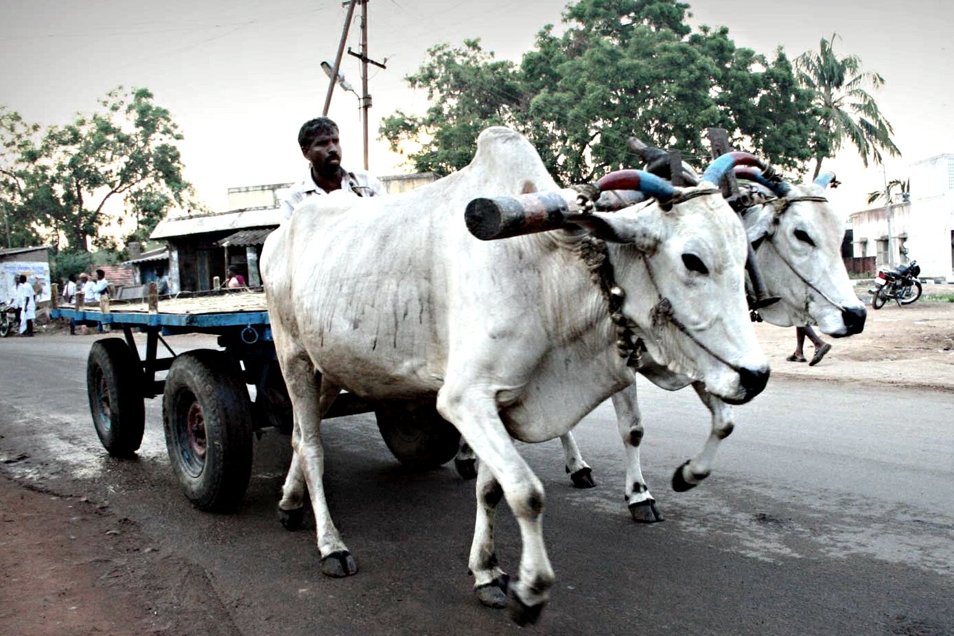 a man rides a cart carrying two white cows