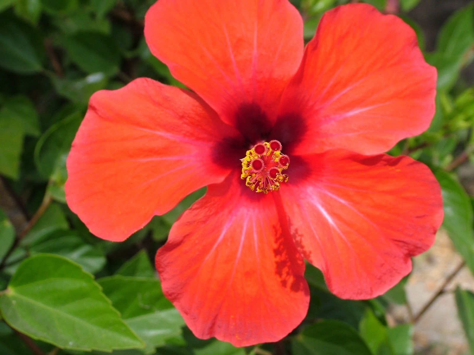 a red flower sitting in the middle of some green leaves